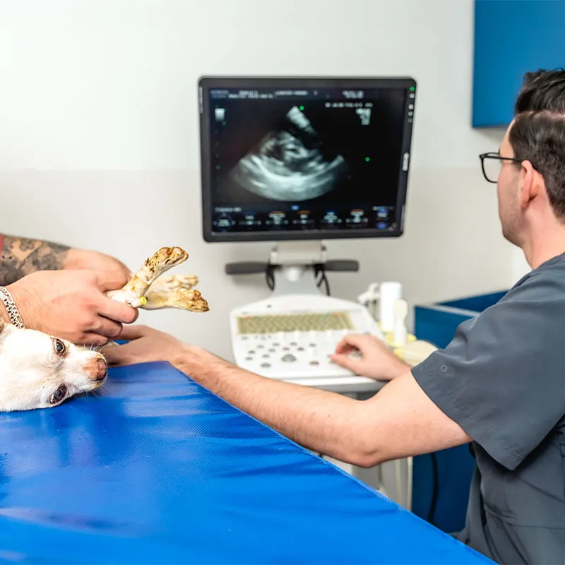 Sesión de ultrasonido en Doggie's Hospital Veterinario
