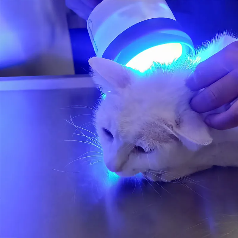 Veterinario en Doggie's Hospital Veterinario utilizando una lámpara UV en un examen dermatológico de un gato
