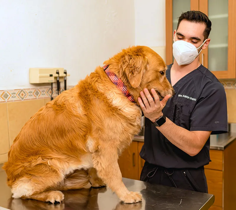 Veterinario brindando atención cariñosa a un golden retriever durante una consulta.