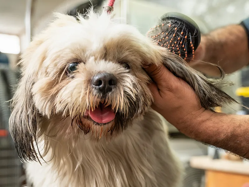 servicio de estética veterinaria en Doggie's