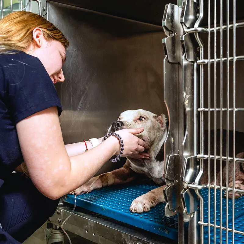 Veterinaria de Doggie's reconfortando a un perro que esta hospitalizado después de un tratamiento veterinario