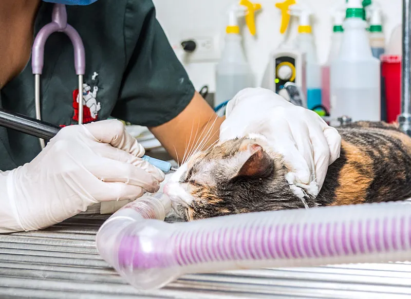 Profesional de Doggie's Hospital Veterinario administrando anestesia a un gato antes de un procedimiento
