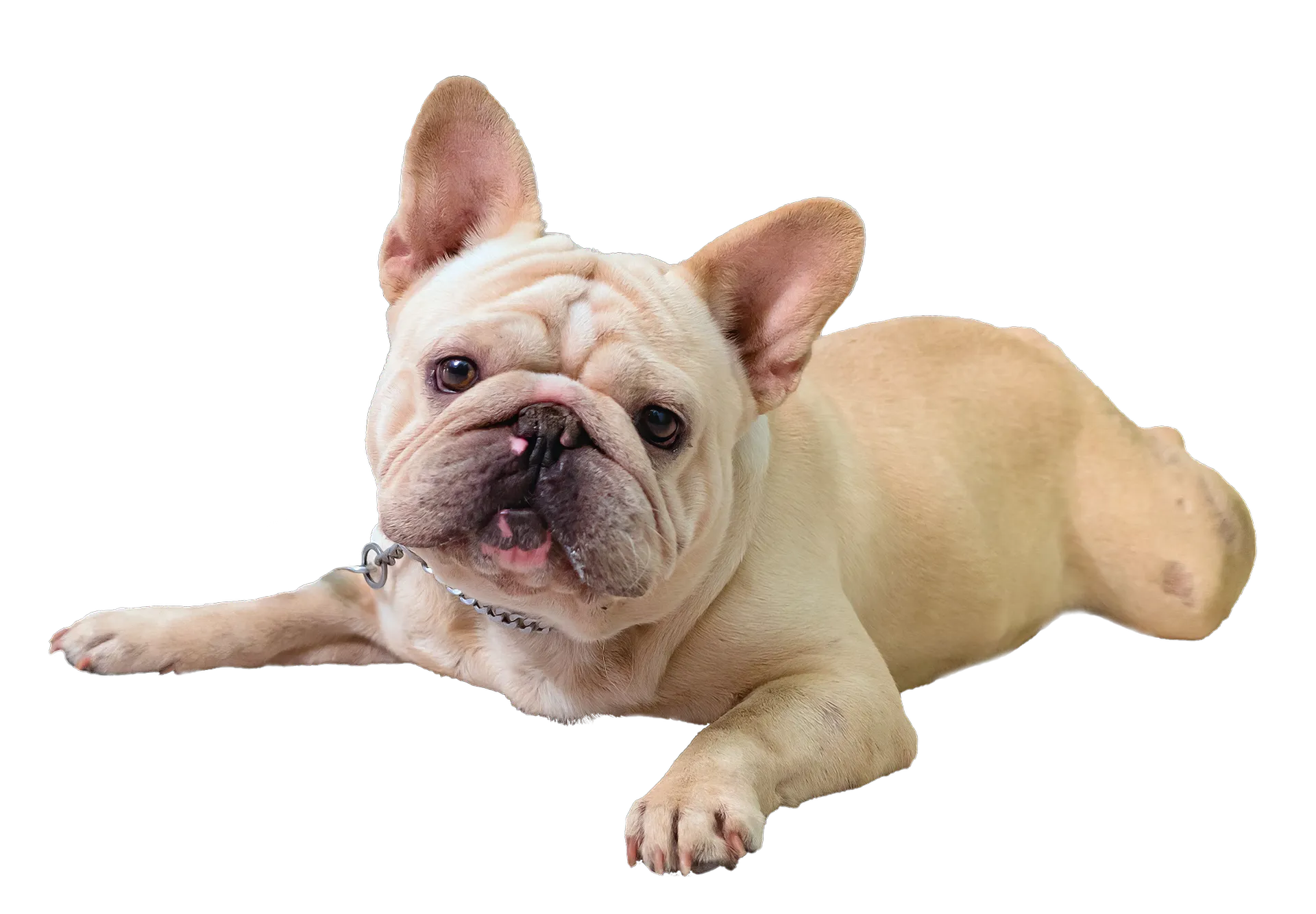Retrato de bulldog francés color crema, posando con una mirada atenta