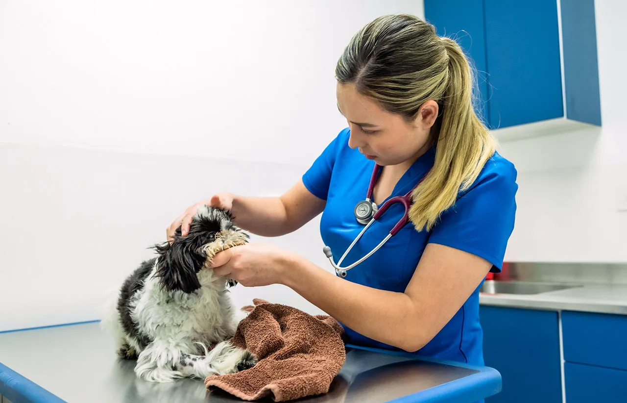 Veterinaria examinando cuidadosamente a una mascota canina durante una consulta