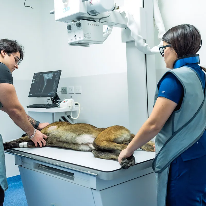 Veterinarios preparando a un perro para un examen de rayos X 